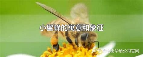 蜜蜂代表什么|蜜蜂的象征意义